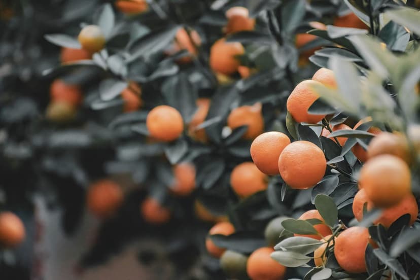 Fertilizzazione Azotata negli Agrumi: Dose e Momento Chiave