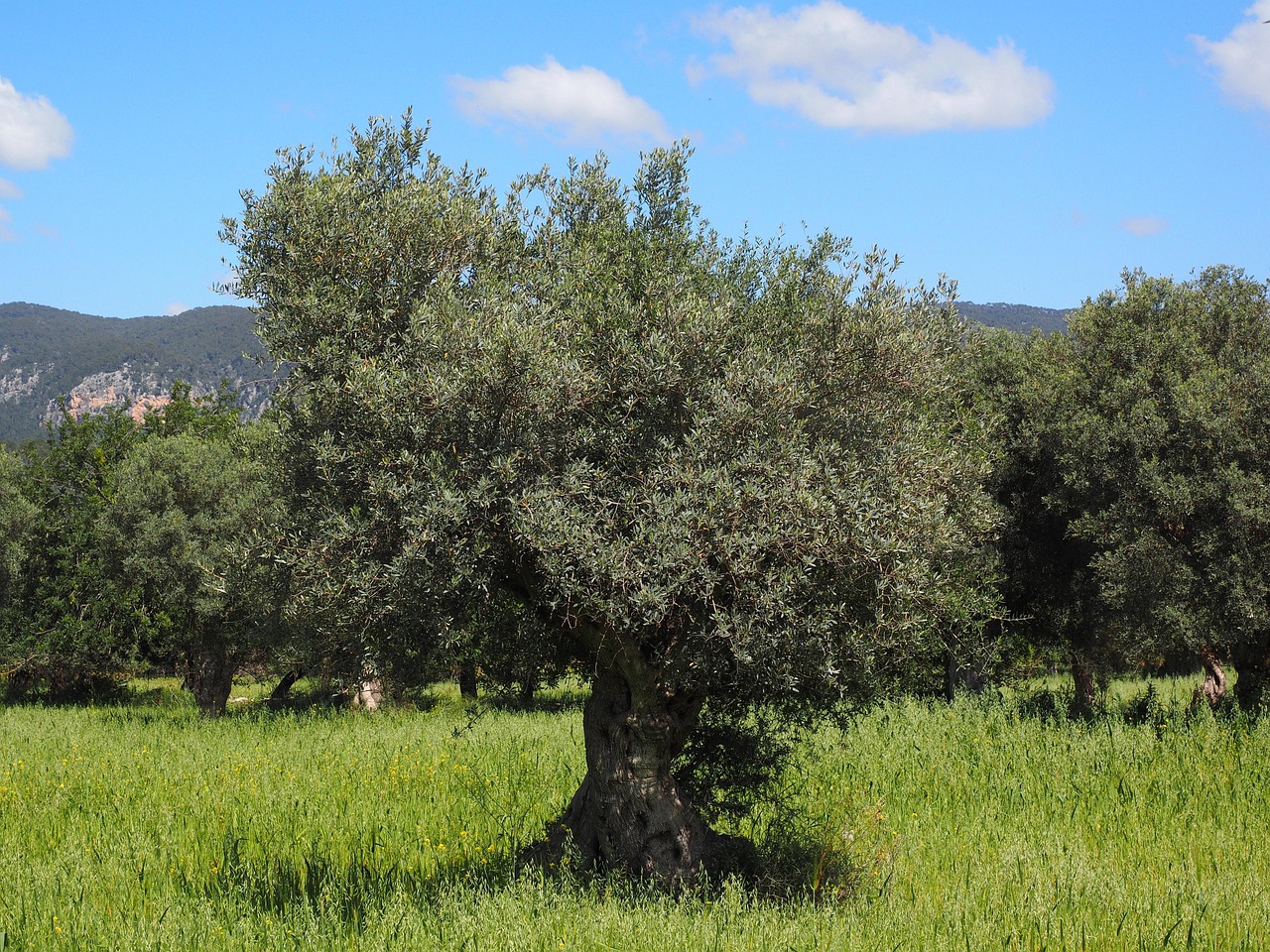 microalgas en cultivo para fertilización agrícola