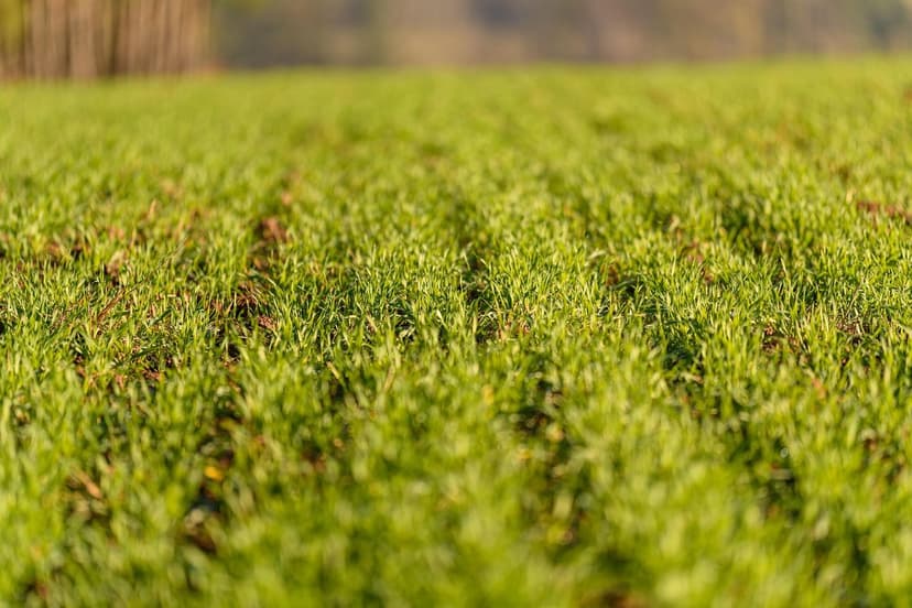 Der Aufstieg der nachhaltigen Landwirtschaft in Lateinamerika: Chancen
