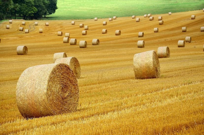 Beneficios de Bioestimulantes en el Cultivo de Hortalizas