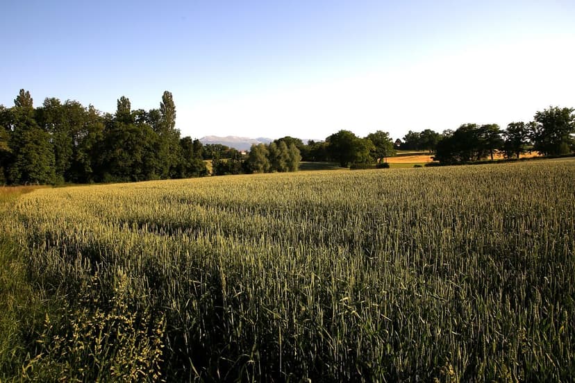 Nutrition végétale durable avec des biostimulants naturels