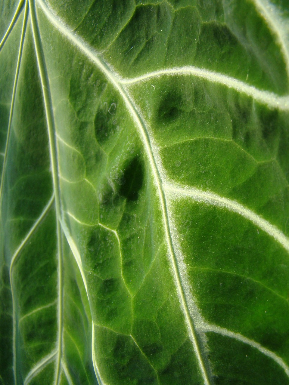 O que são microalgas e como atuam como bioestimulantes?