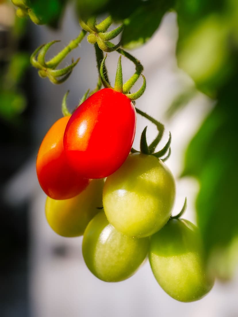 Facteurs affectant le microbiome dans la culture de la tomate