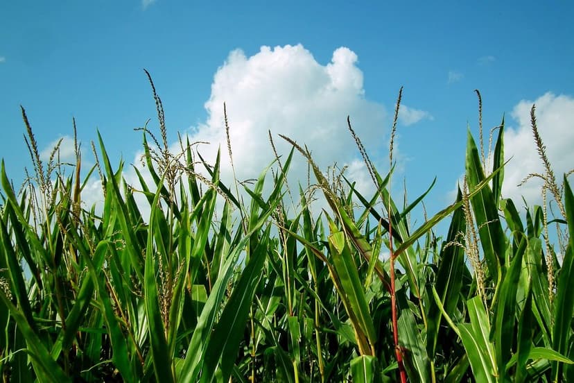 Quando e Como Aplicar Bioestimulantes em Milho Tropical