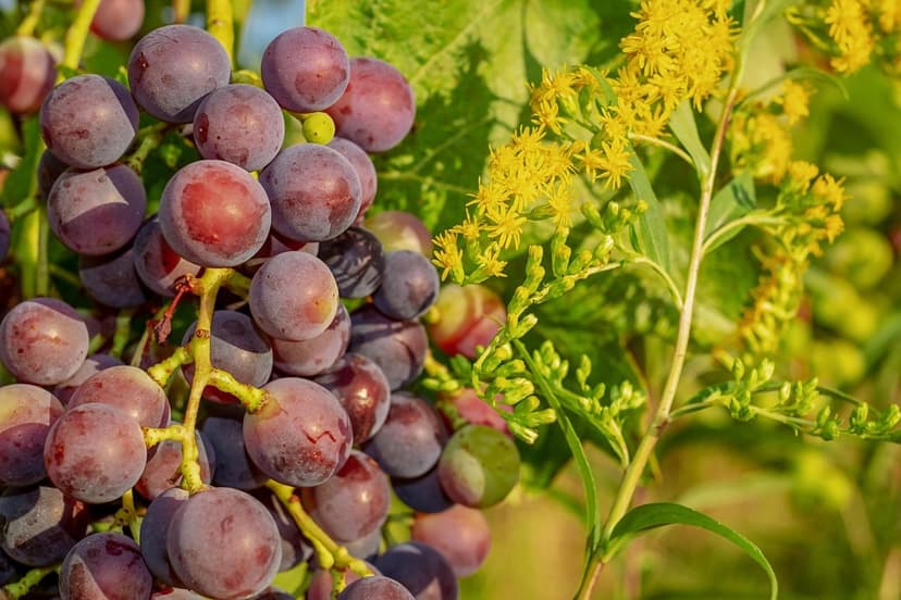 Biostimolanti su vite Tempranillo: +25% di produzione nella Ribera del