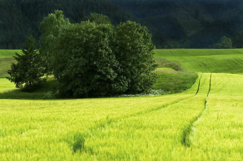 Soluciones Agrícolas: Un Camino hacia la Sustentabilidad