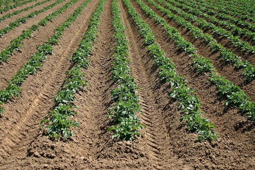 Bioestimulantes para Agricultura Sustentável na América Latina