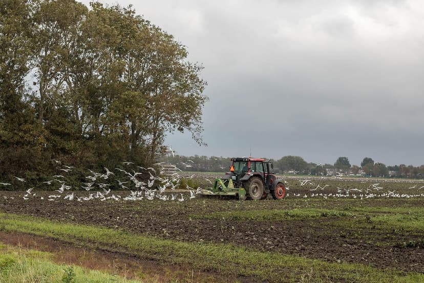 Soil Microorganisms that Improve Crop Health