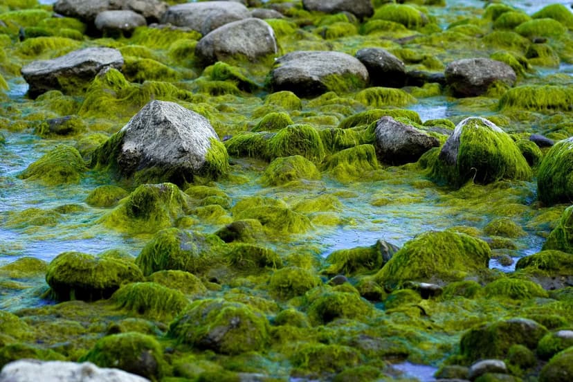 Algas Unicelulares vs Algas Marinhas como Bioestimulante
