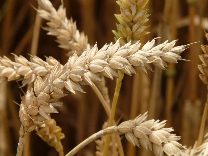 Guía Práctica para Usar Bioprotectores en Cultivos de Trigo