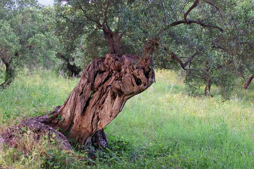 Meccanismi d'Azione nello Stress Idrico dell'Olivo