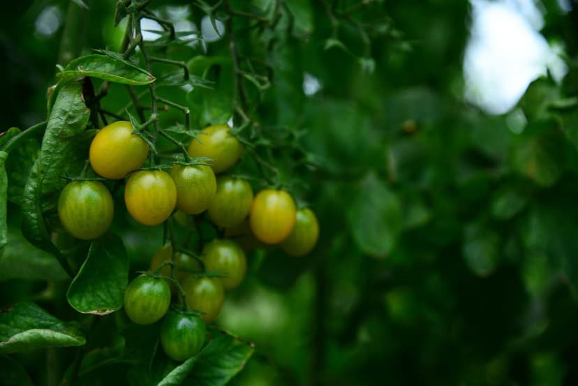 Manejo de golpe de sol en tomate con bioestimulantes