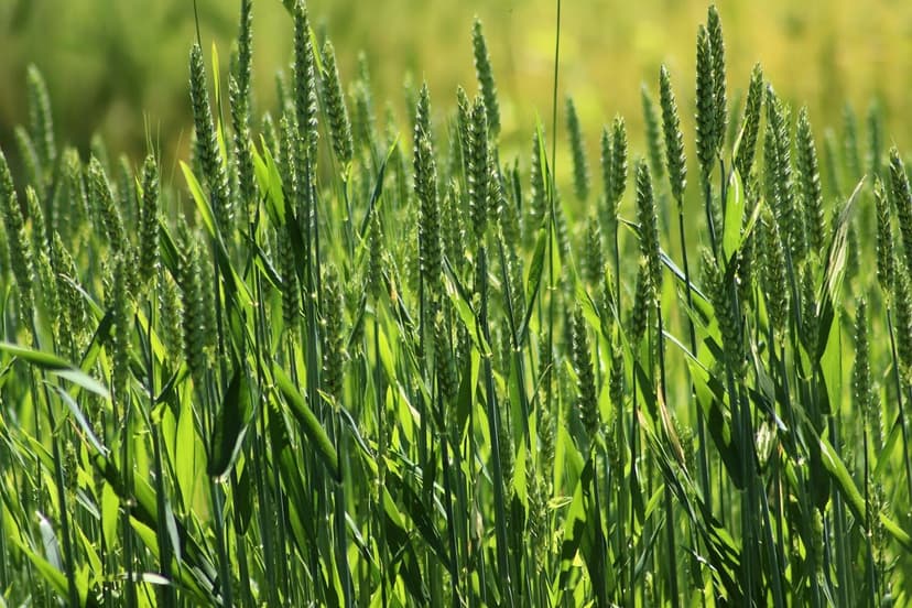 Landwirtschaftliche Lösungen: Ein Weg zur Nachhaltigkeit