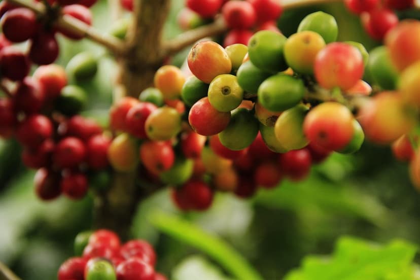 Mikronährstoffe in gesunden Beeren: Ihre Bedeutung