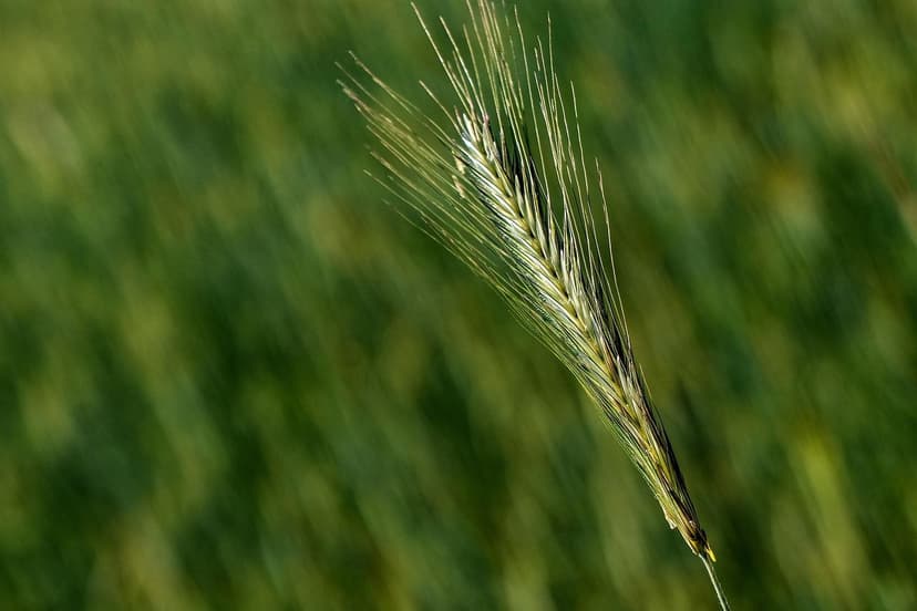 EU-Biostimulanzien-Verordnung: Änderungen für Landwirte