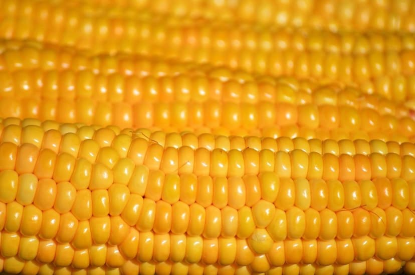 Soil Microbiome and Its Role in Agricultural Fertility