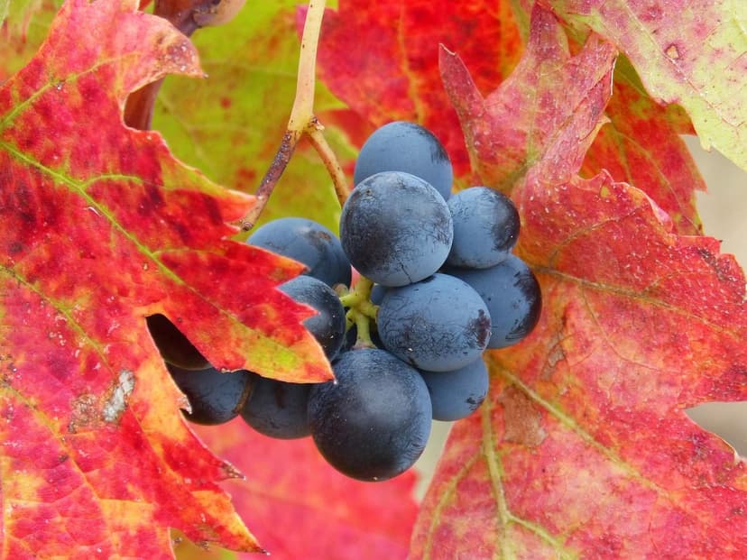 Bioestimulantes en vid Tempranillo: +25% producción en Ribera del Duer