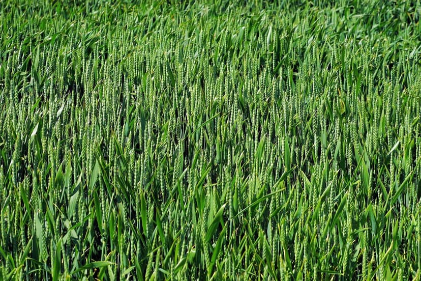 Sustainable plant nutrition with natural biostimulants