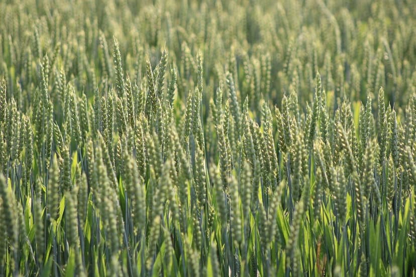 Ecoganic und die Revolution der nachhaltigen Landwirtschaft