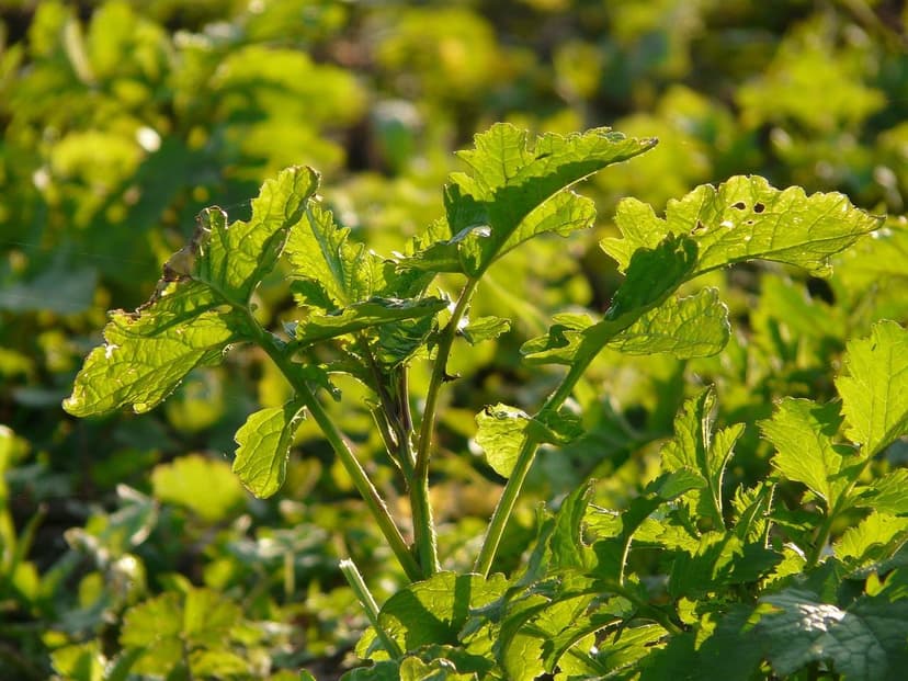 Estratégias de Aplicação de Bioestimulantes em Vinhedos