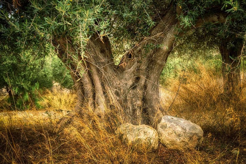 How to Correct Nitrogen Deficiency in Olive Trees