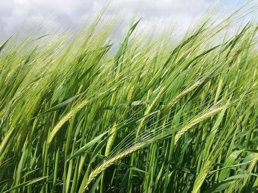 Mejoras en la Germinación con Bioestimulantes Agrícolas