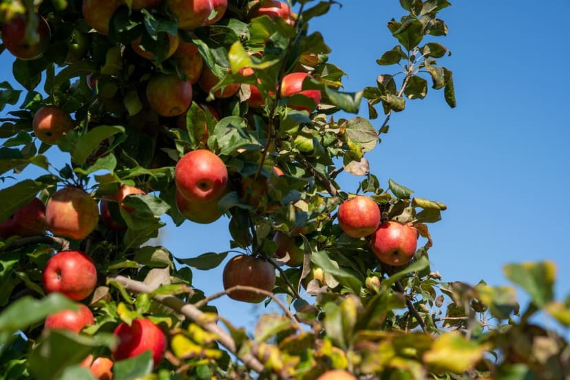 Técnicas de Aplicação de Bioestimulantes em Frutíferas