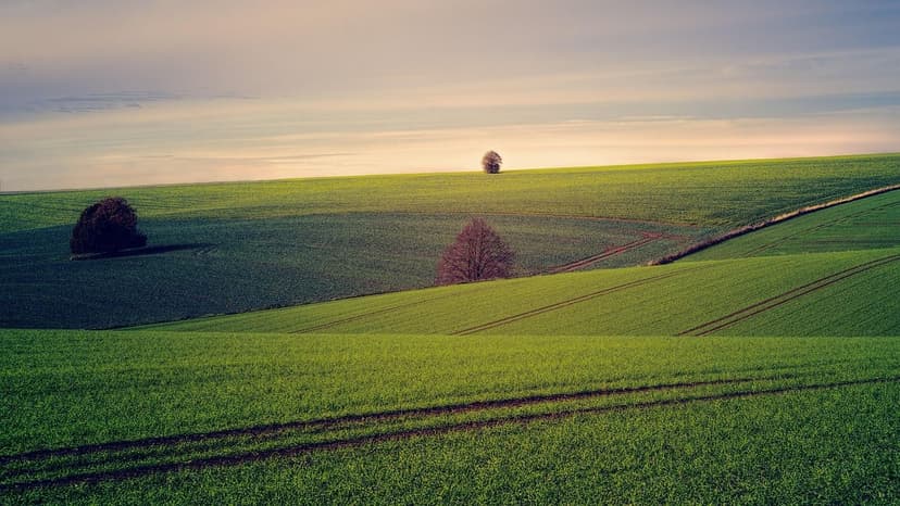 Nitrógeno Nítrico en Agricultura: Ventajas y Aplicación