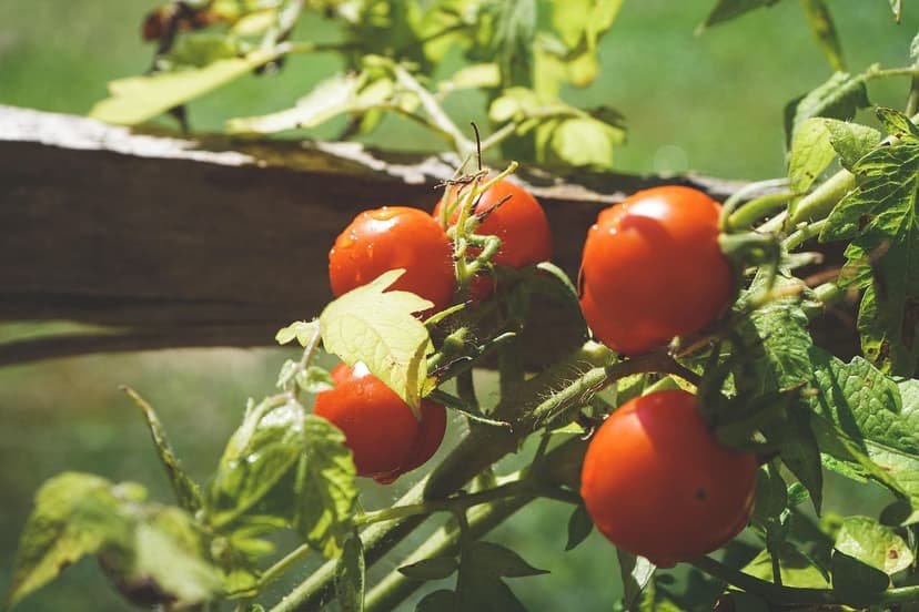 Biostimulanzien für Tomaten: Anwendungszeitpunkt und Dosierung