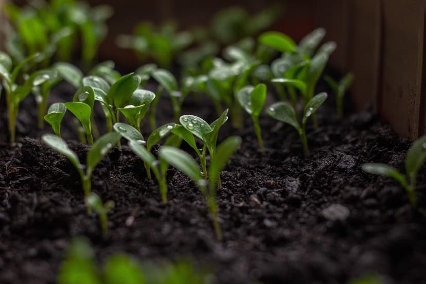 Fertilisants biologiques, organiques et écologiques : alternatives dur