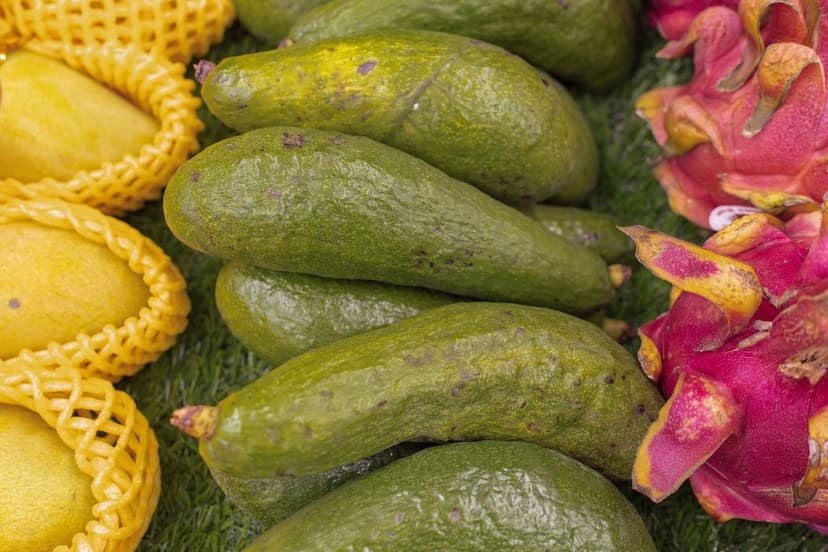 Stickstoffdüngung bei Avocado: Dosierung und optimaler Zeitpunkt