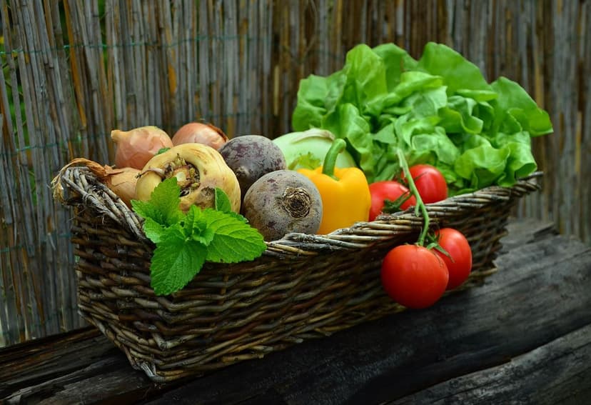 Biostimulants for tomato: application, dosage and results