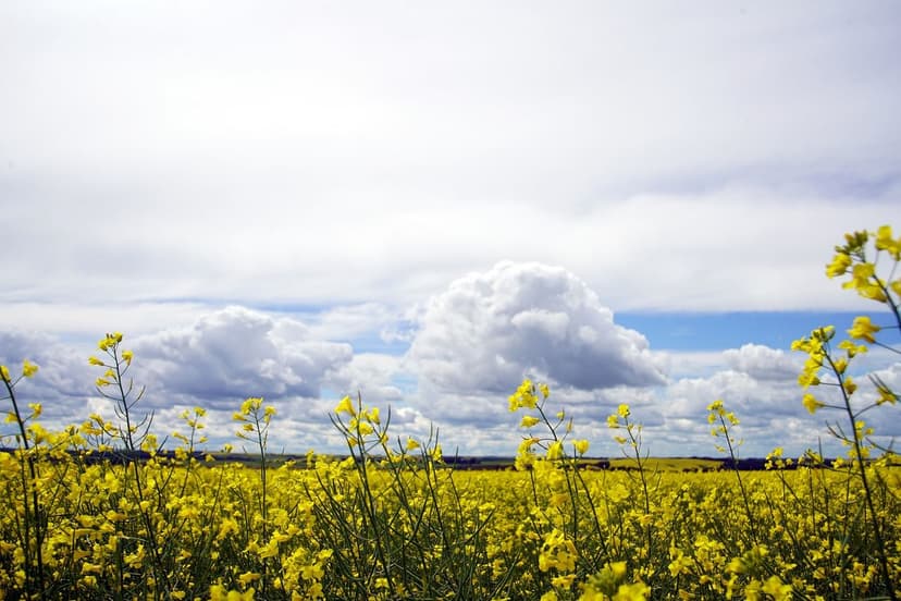 Ecological Biostimulants: Natural Enhancers of Crop Growth