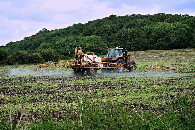 Fertilisation azotée de la laitue : Dose et application