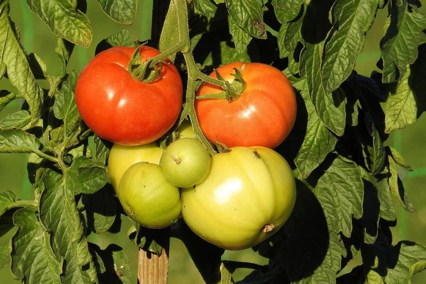 Biostimulants pour tomate : quand appliquer et dosage