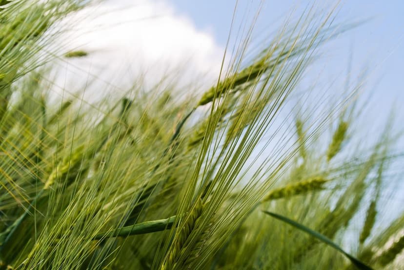 Biostimulants pour améliorer la production de canne à sucre