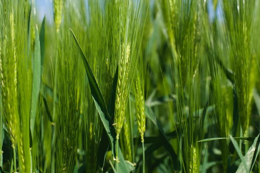 Biostimolanti per l'Agricoltura Sostenibile in America Latina