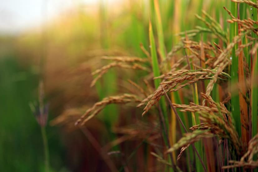 EU Biostimulant Regulation: Changes for Farmers