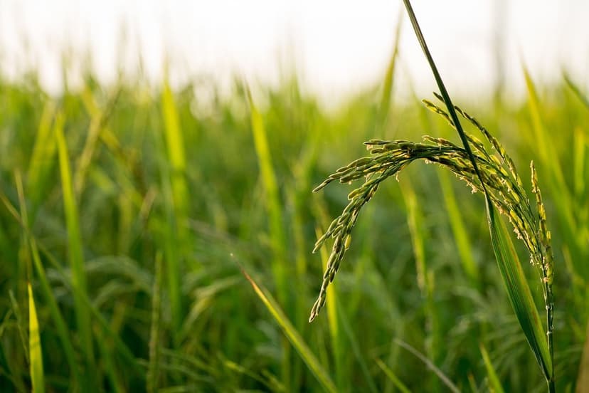 Regulación Bioestimulantes Europa: Cambios para Agricultores