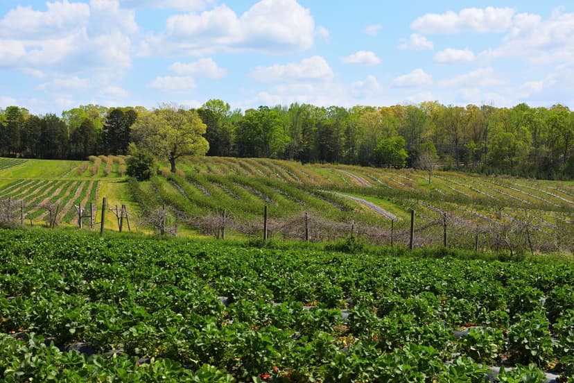 Kaliber bei Beeren: das neue agronomische Gesprächsthema