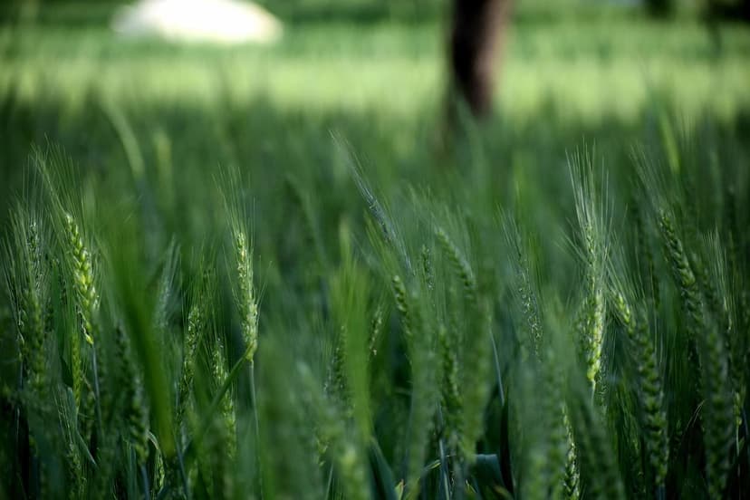 Mejoras en la Germinación con Bioestimulantes Agrícolas