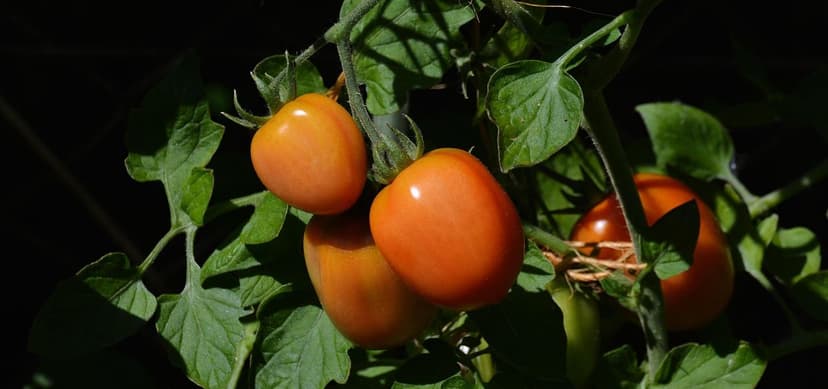 Strategien zur Steigerung der Tomatenproduktion in Kolumbien