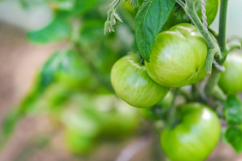 Biostimulants sur tomate de transformation : +14% de rendement et +20%