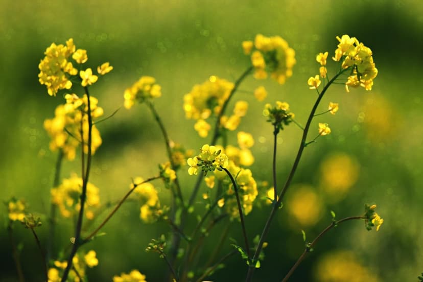 Nitrogênio Nítrico na Agricultura: Vantagens e Aplicação
