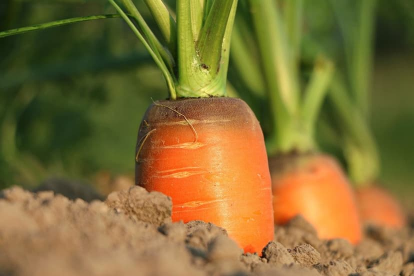 Soil Improvement with Bioprotectants in Crops