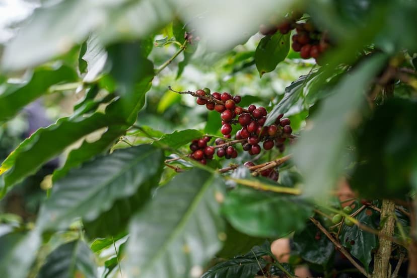 Bodenmanagement für optimale Beerenproduktion