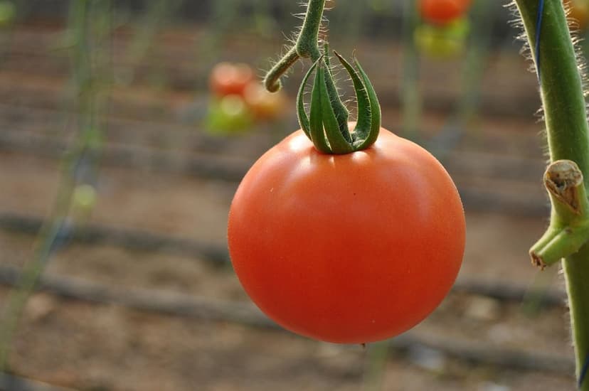 Bioestimulantes para resistencia a salinidad en tomate ecológico