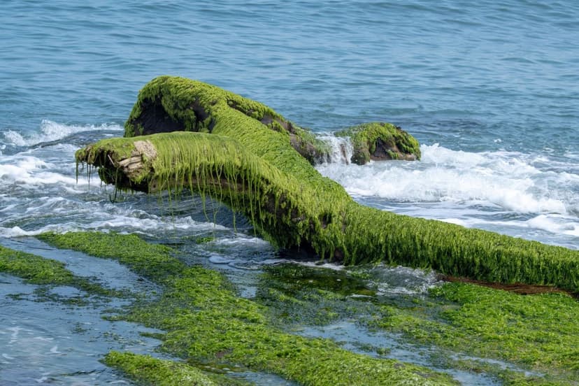 Alga unicelular: guía completa 2026 para agricultura