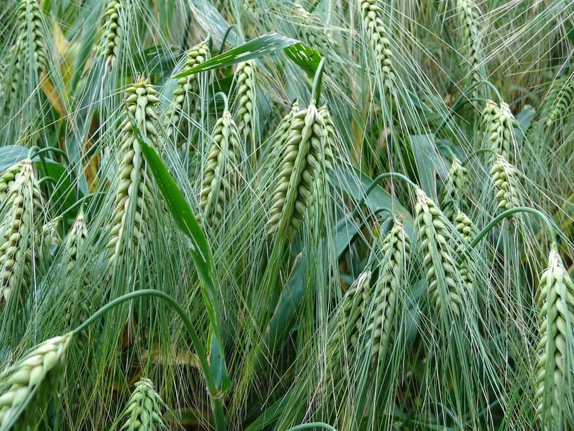 Fertilizantes Biológicos, Orgánicos y Ecológicos: Alternativas Sosteni
