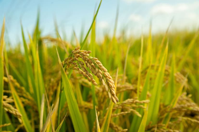 Trends bei Biostimulanzien: Zukunft der Landwirtschaft